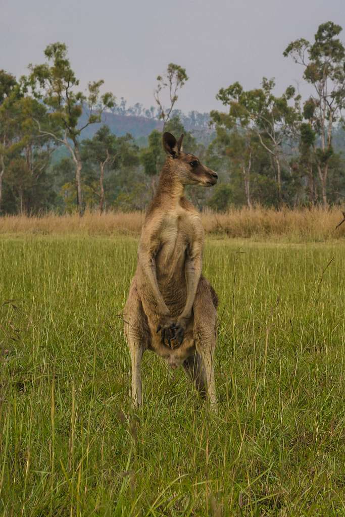 A kangaroo looks around standing in a field at Shoalwater - NARA ...