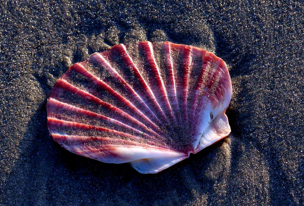 Scallop Shell - Made In West Cork
