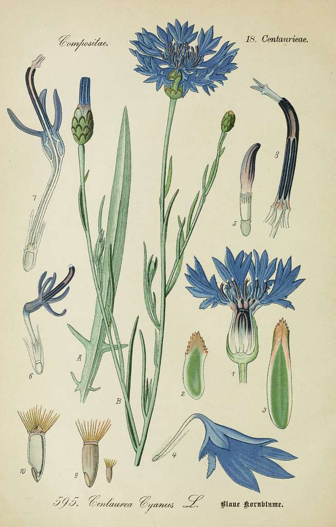 File:163 Centaurea cyanus L.jpg - Wikimedia Commons