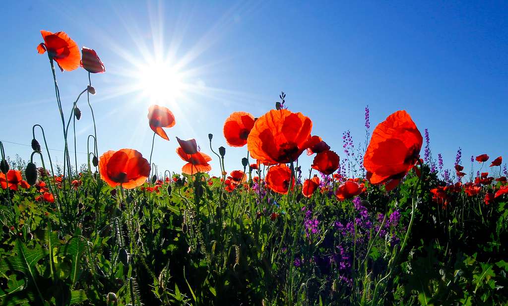 Morning with Poppies