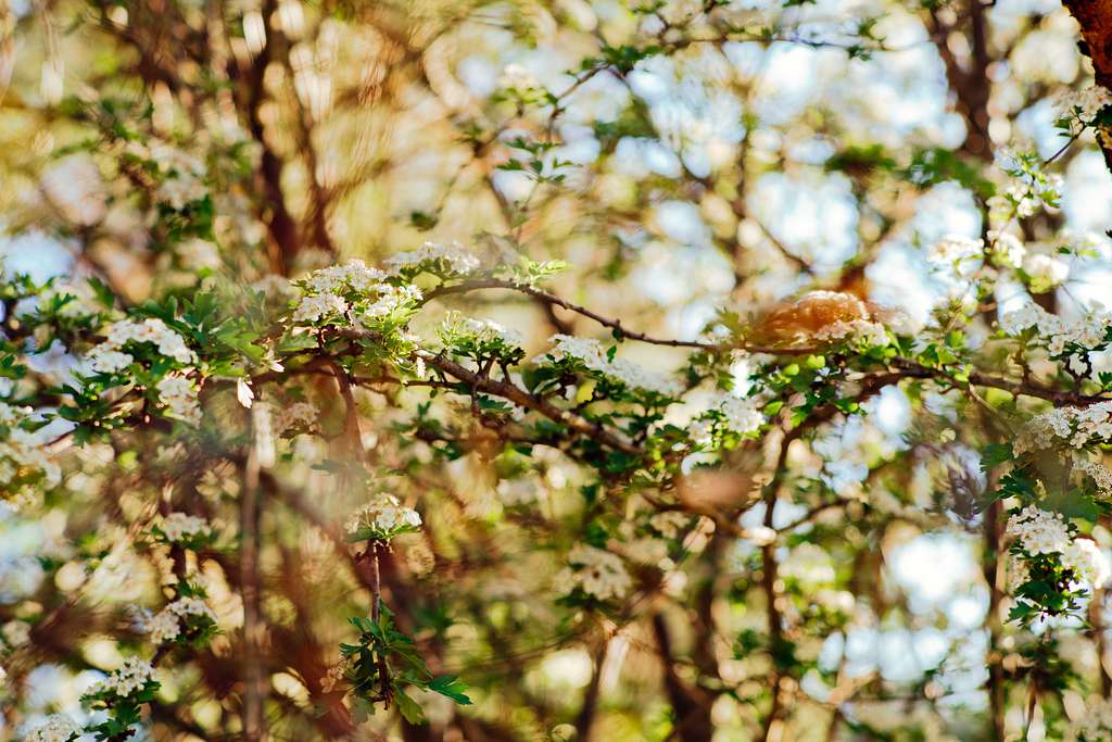 Small apples on branch - PICRYL - Public Domain Media Search Engine Public  Domain Search