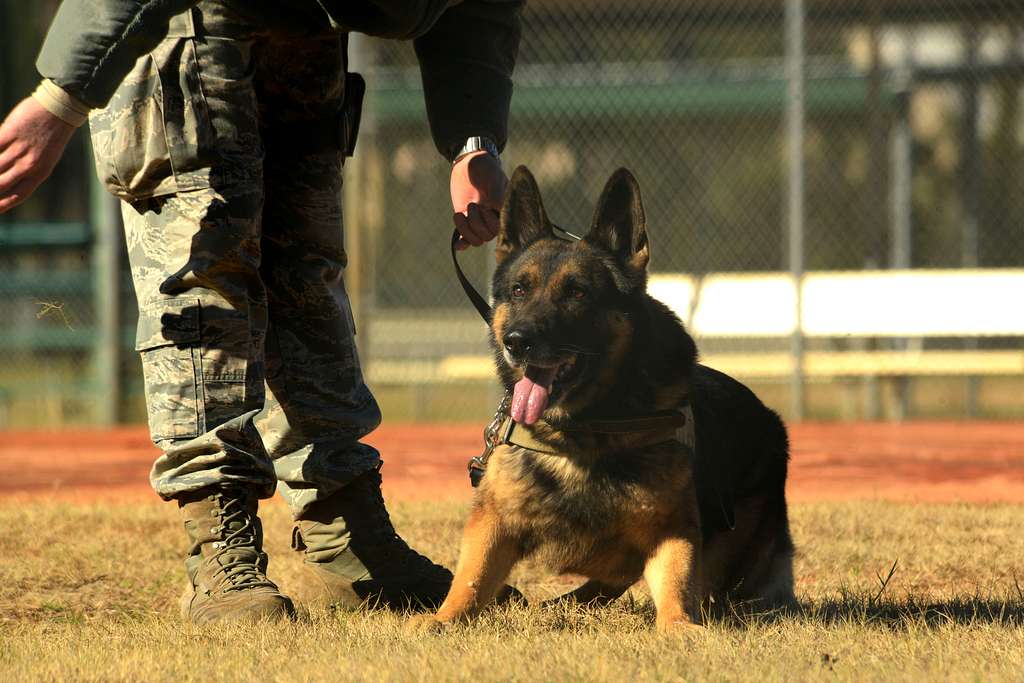 An Air Force military working dog handler gives the - PICRYL Public ...
