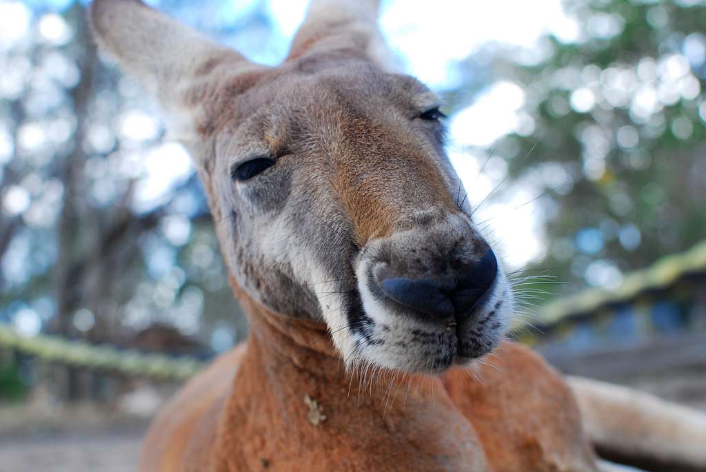 Lone Pine Koala Sanctuary, Fig Tree Pocket, Australia (Unsplash