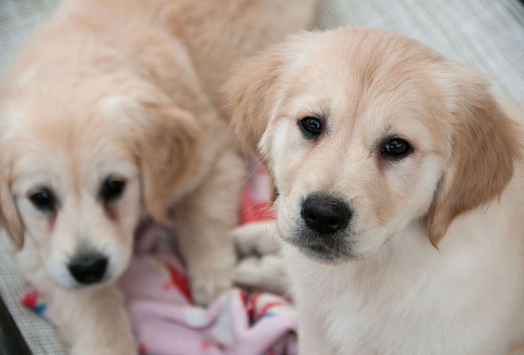 These two golden retriever puppies are some of the - comfort golden retrievers
