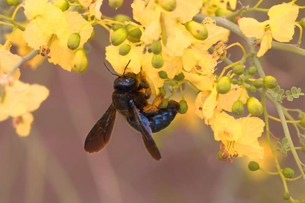 California carpenter bee (26104660770) - PICRYL - Public Domain Media  Search Engine Public Domain Image