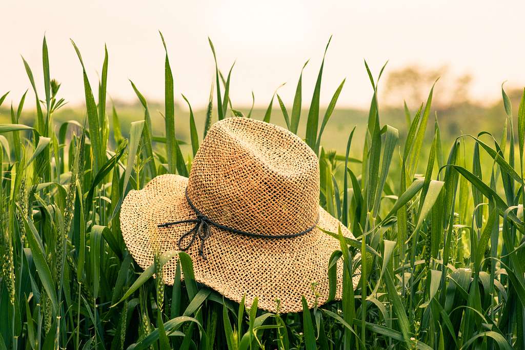 Farmer's Hat in a Cornfield (Unsplash) - PICRYL - Public Domain Media  Search Engine Public Domain Search