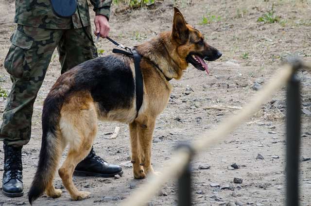 A Polish Army bomb-sniffing German Shepard is ready - NARA & DVIDS ...