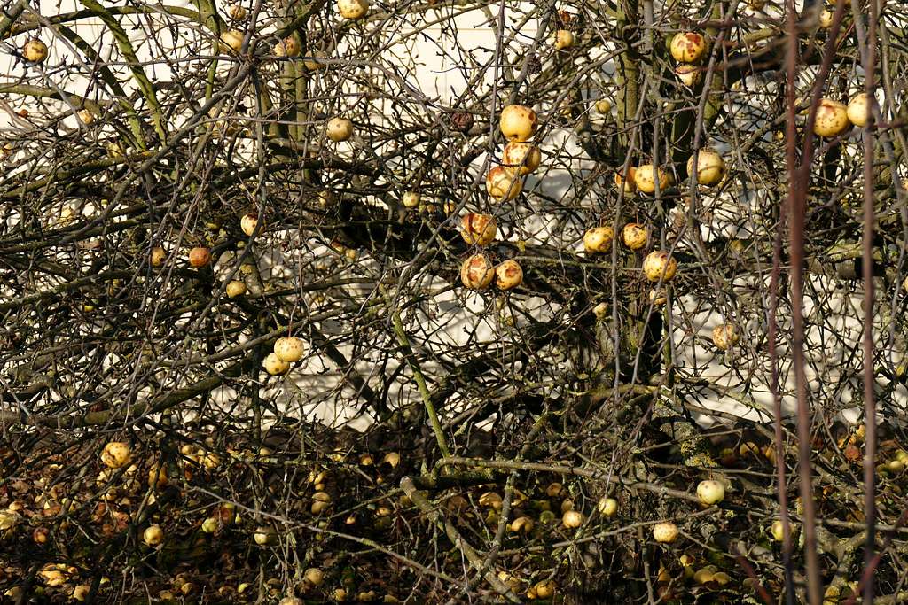 Small apples on branch - PICRYL - Public Domain Media Search Engine Public  Domain Search