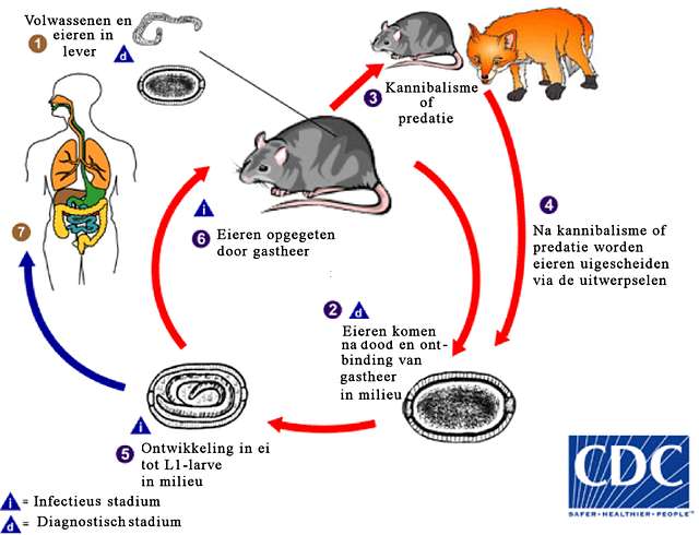 Trichuris Vulpis Life Cycle