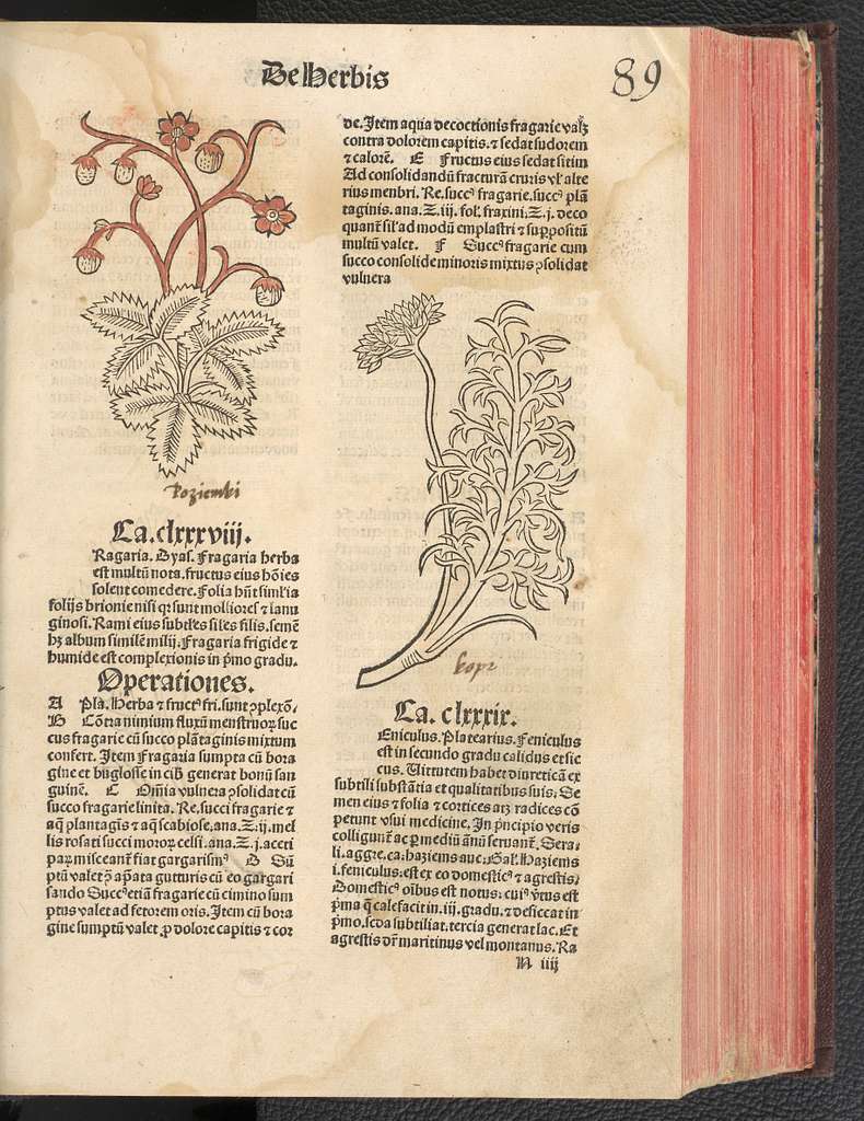 Hortus sanitatis 1491 (111953788) - PICRYL - Public Domain Media Search  Engine Public Domain Image