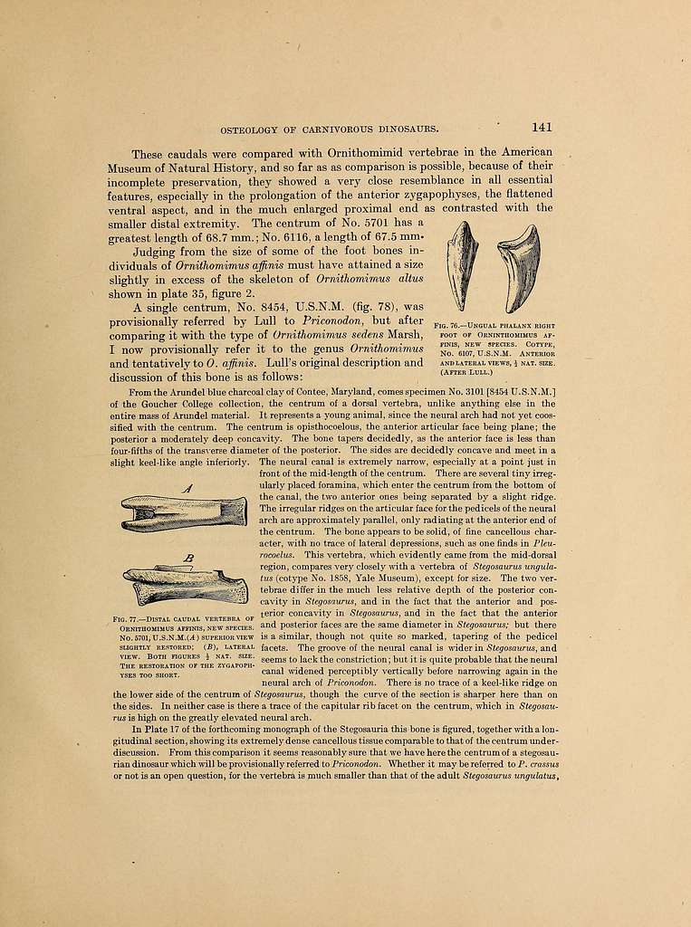 Osteology of the carnivorous Dinosauria in the United States National ...