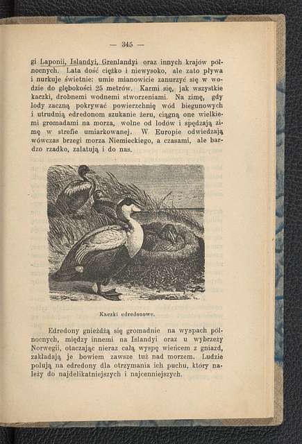 Zwierzeta ladowe i morskie w roznych czesciach swiata 1907 (101184559 ...