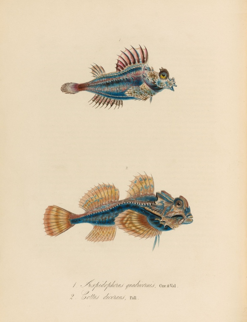 Winter Fish: Over 12,763 Royalty-Free Licensable Stock Illustrations &  Drawings