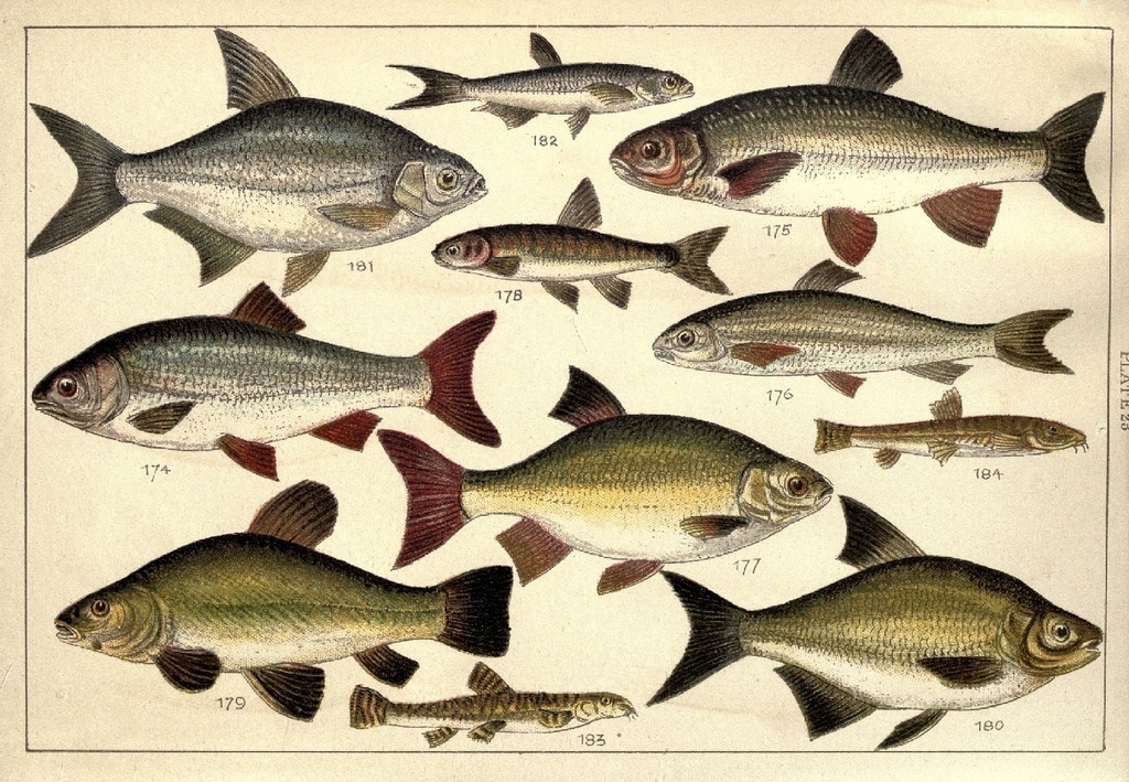 Узнать вид рыбы на фото: полезные советы и информация