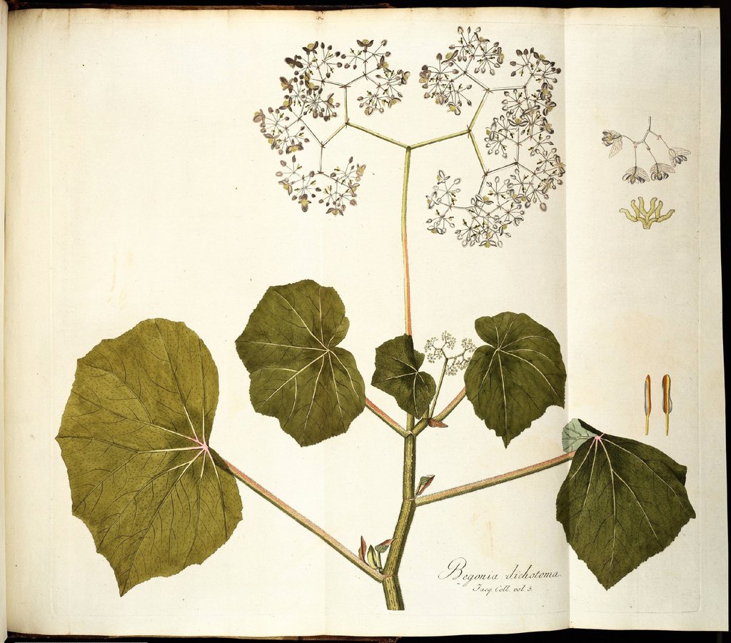 Begonia dichotoma, 18th century botanical illustration - PICRYL - Public  Domain Media Search Engine Public Domain Search