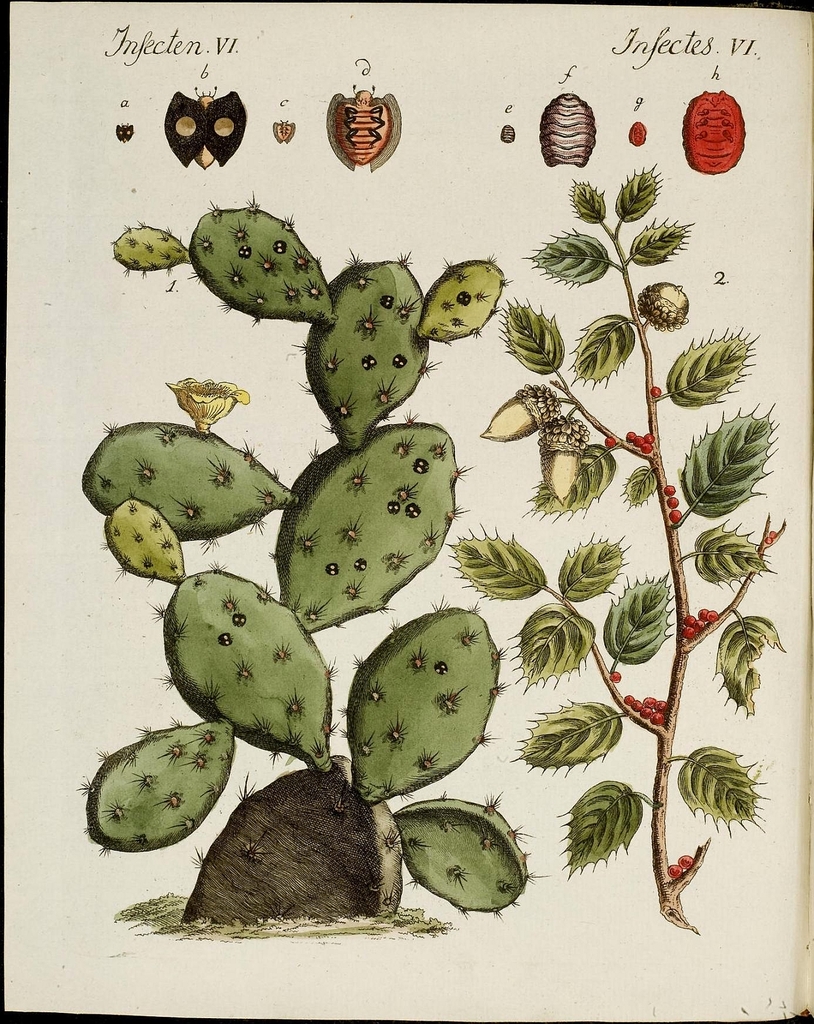Cactaceae Free content Public domain, Cactus, leaf, hand png