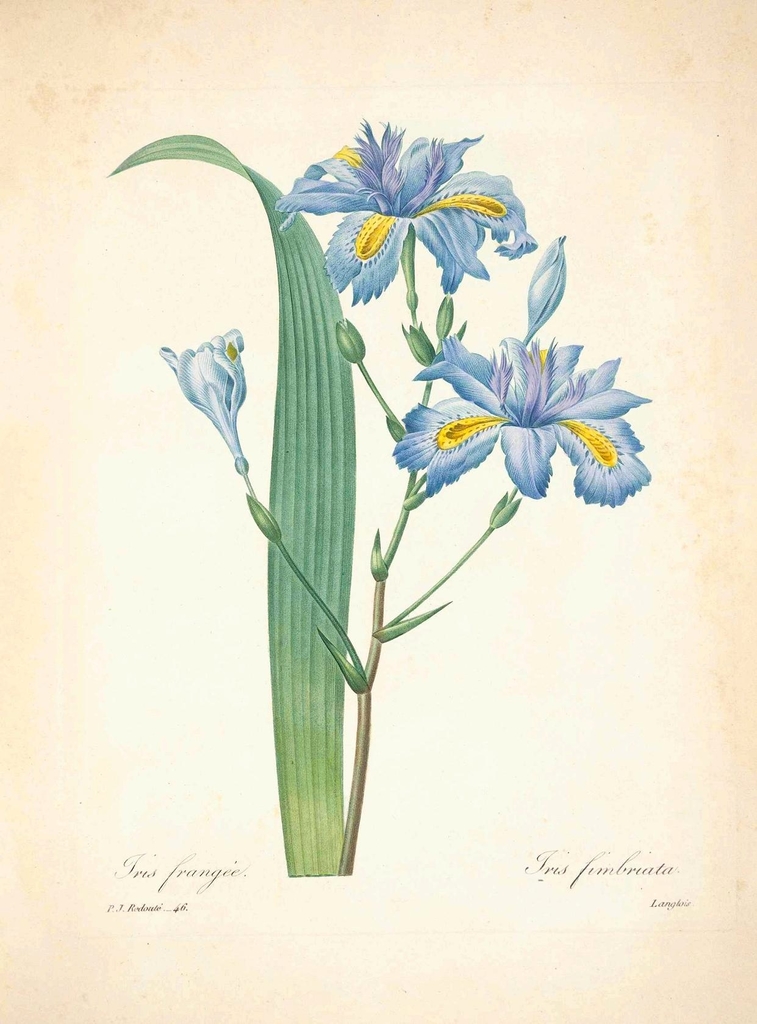 Flower drawing - Iris fimbriata - PICRYL - Public Domain Media Search ...