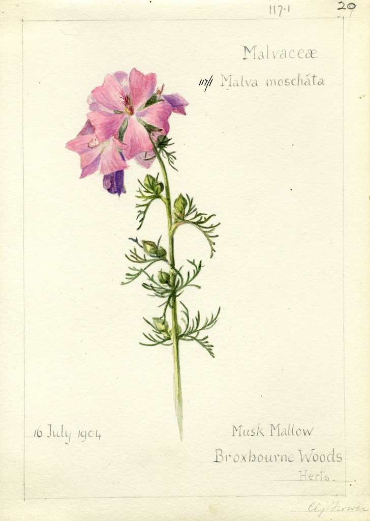 Malva moschata, Herts. 1904 - Public domain illustration drawing ...