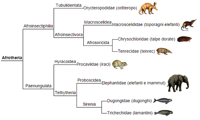 phylogenetic tree of mammals