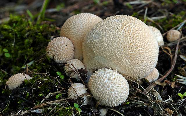 Mycena. sp - PICRYL Public Domain Image