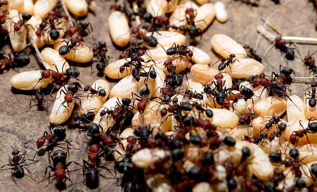  уничтожение муравьев