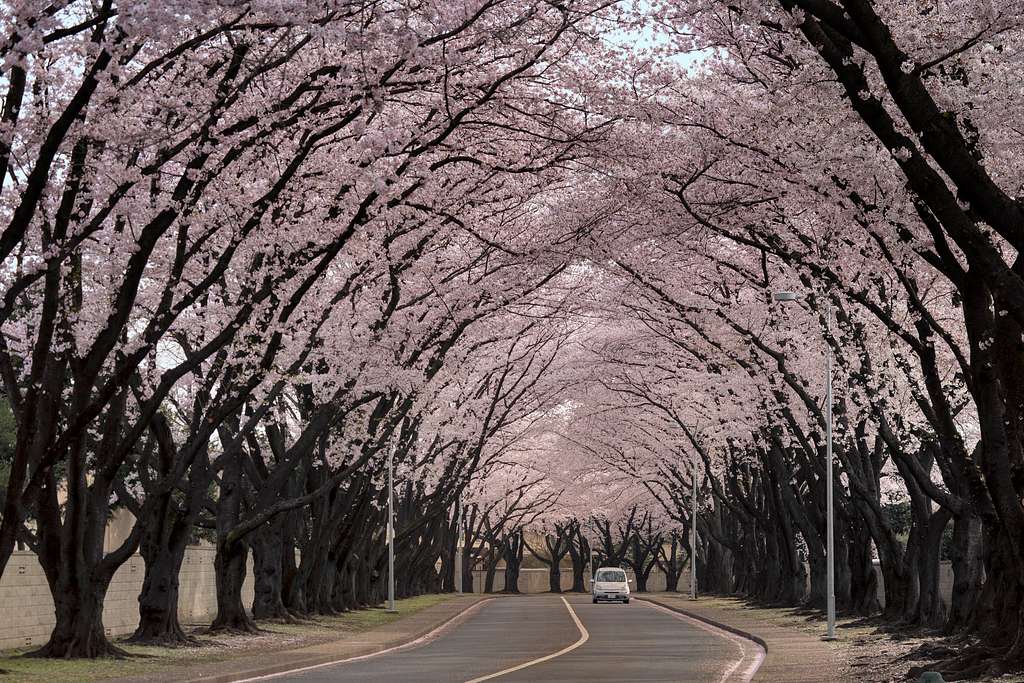 Cherry blossoms are in full bloom around Queens –