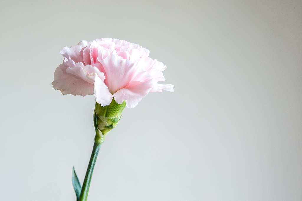 Pink carnation on white (Unsplash) - PICRYL - Public Domain Media Search  Engine Public Domain Search