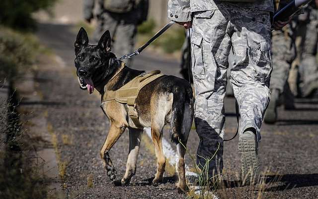 A 99th Security Forces Squadron K-9 Handler And His - Nara & Dvids 