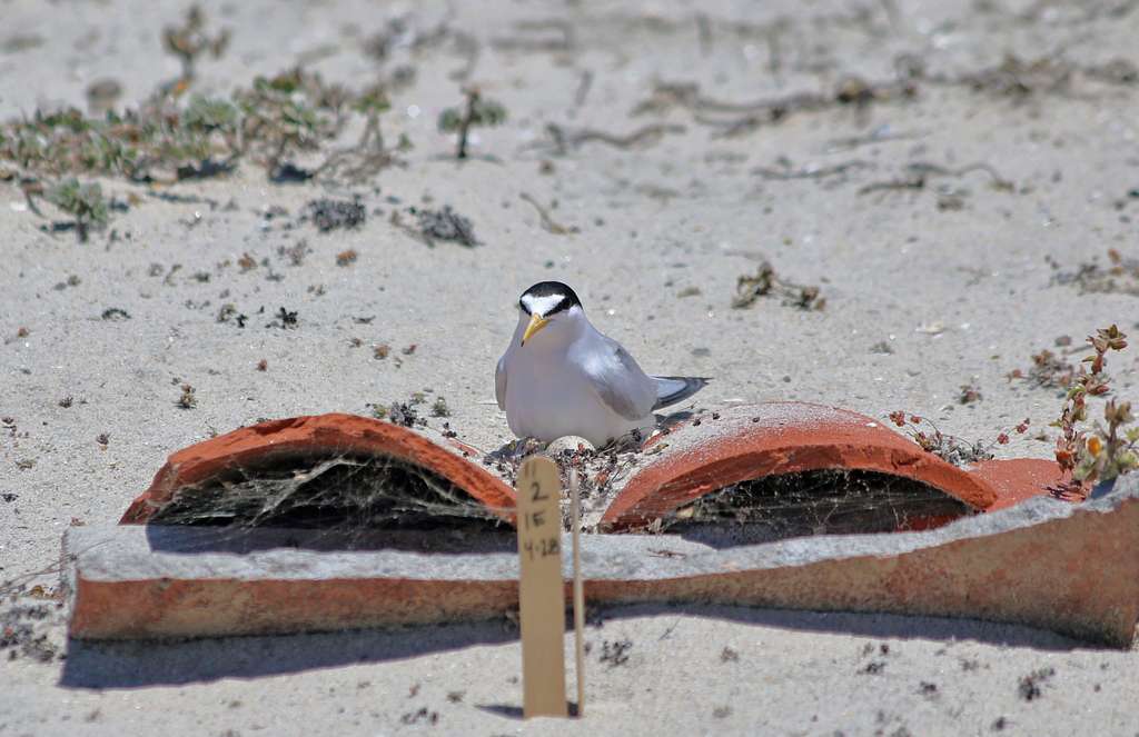 Nest markers. Tongue depressor sticks are used to mark each nest