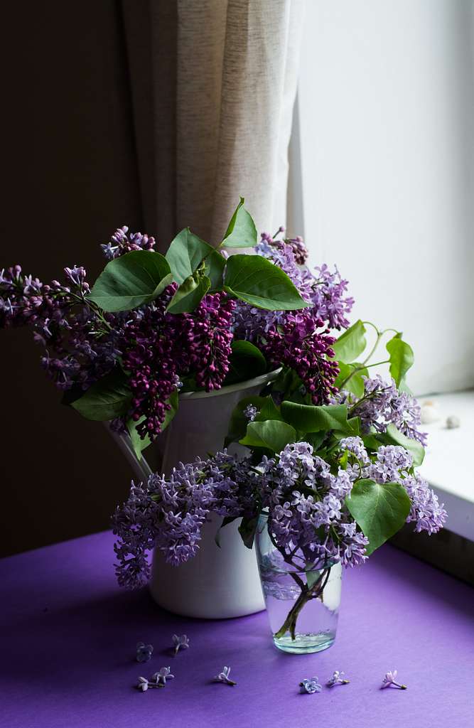 https://cdn2.picryl.com/photo/2017/05/28/fragrant-lilac-by-a-windowsill-unsplash-bee21d-1024.jpg