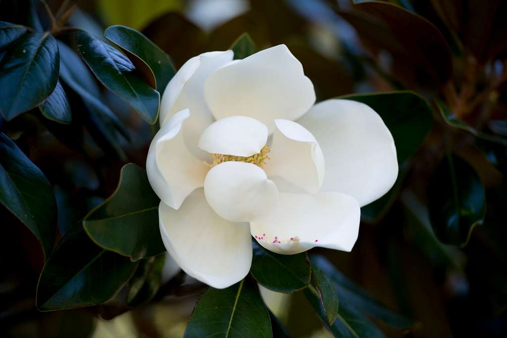 A bloom of Magnolia grandiflora, Southern Magnolia, - NARA & DVIDS ...