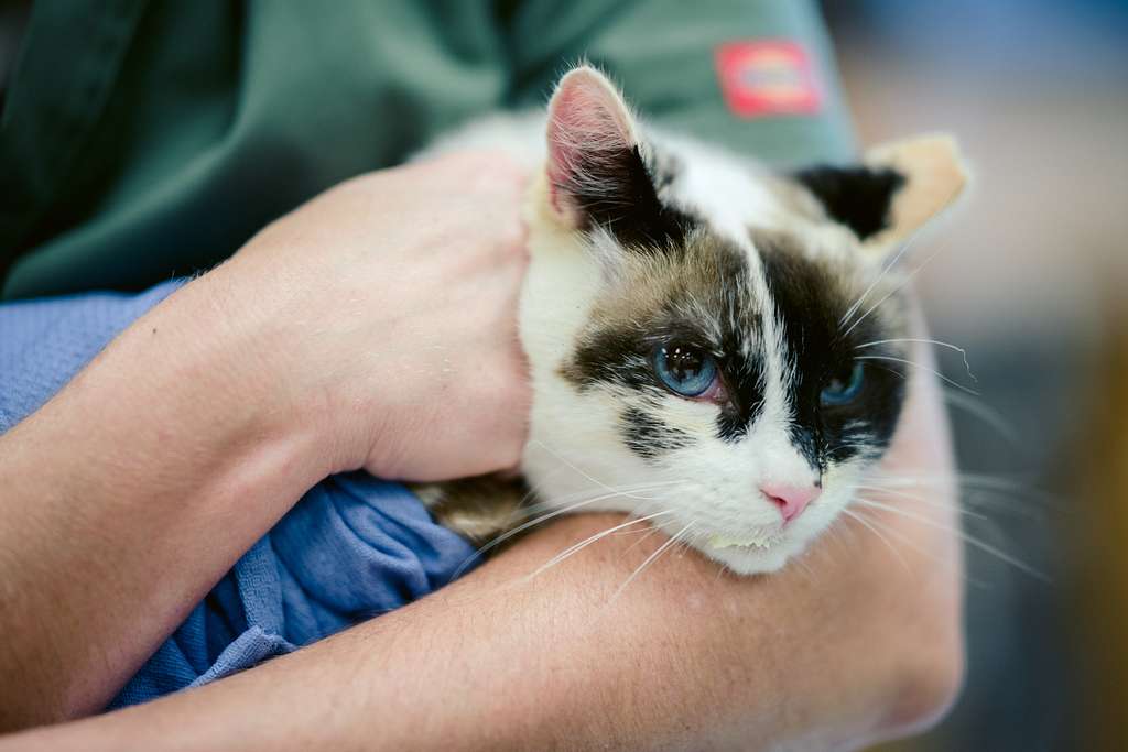 Calico receives preventative deworming medication from - NARA & DVIDS Public Domain Archive Public Domain Search