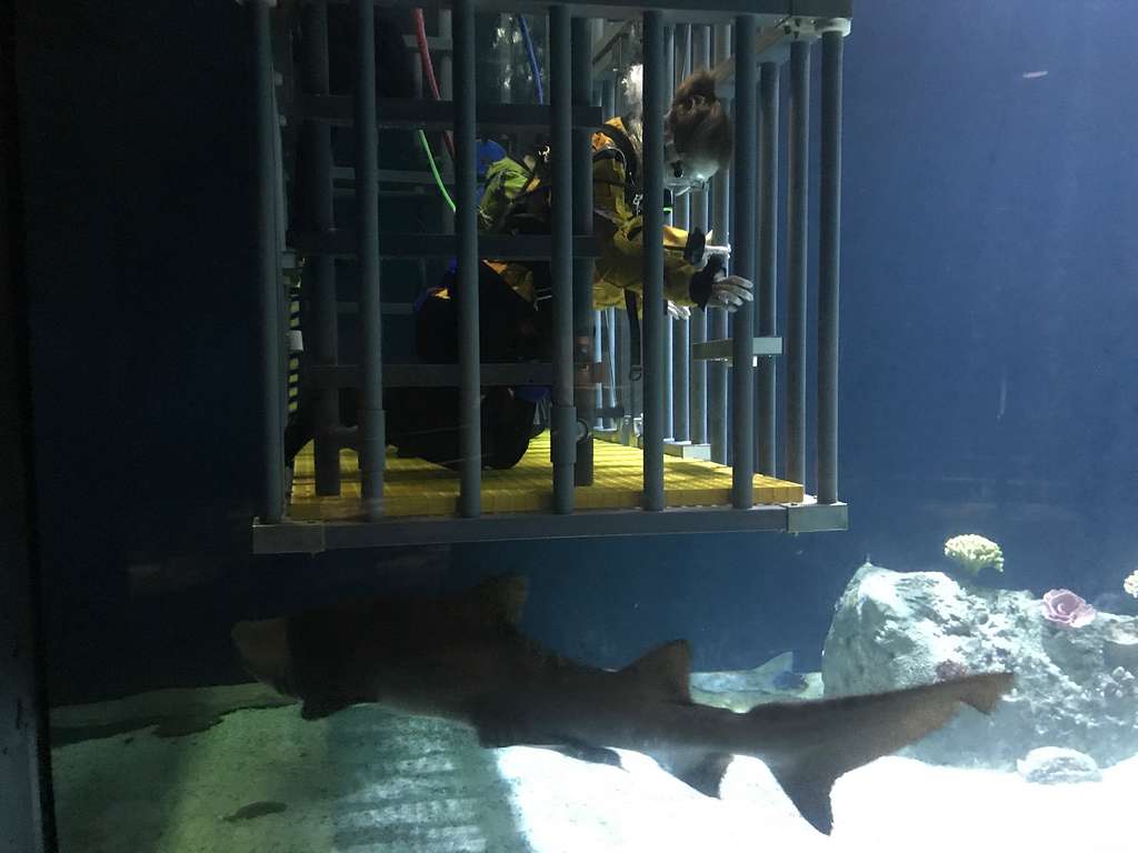 Touching a SHARK at Grahams Beach