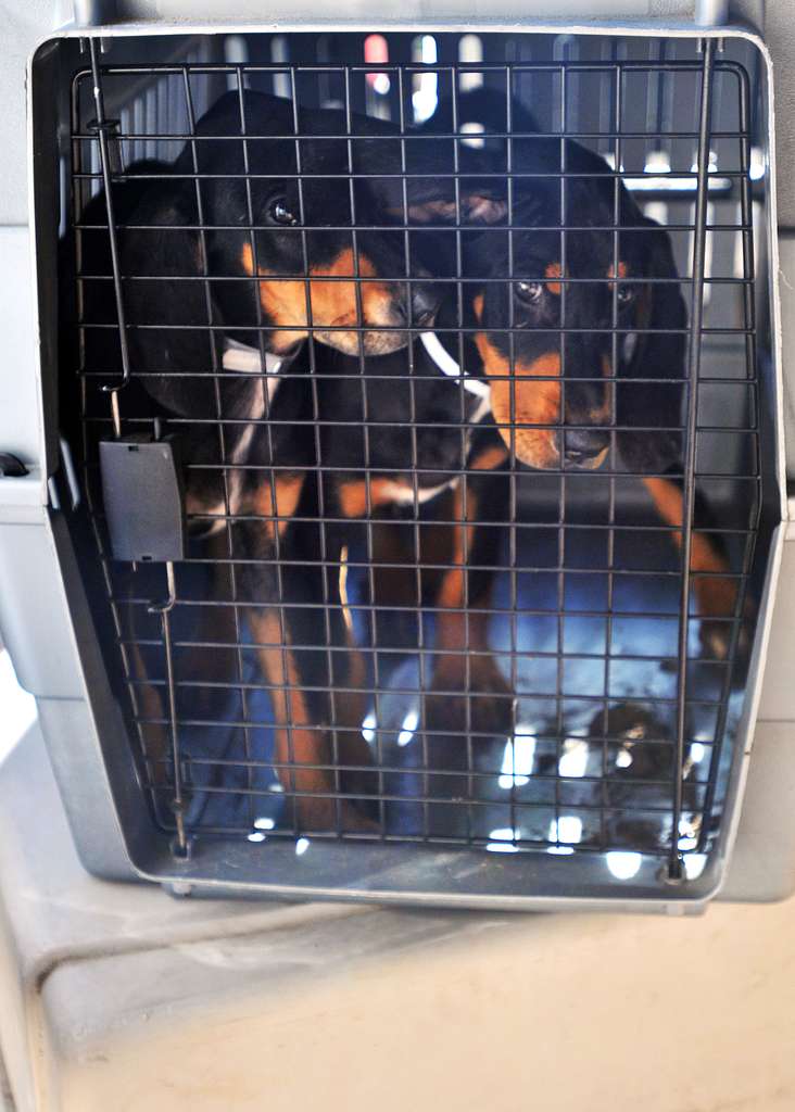 Two puppies share a carrier in Beaumont Texas as PICRYL