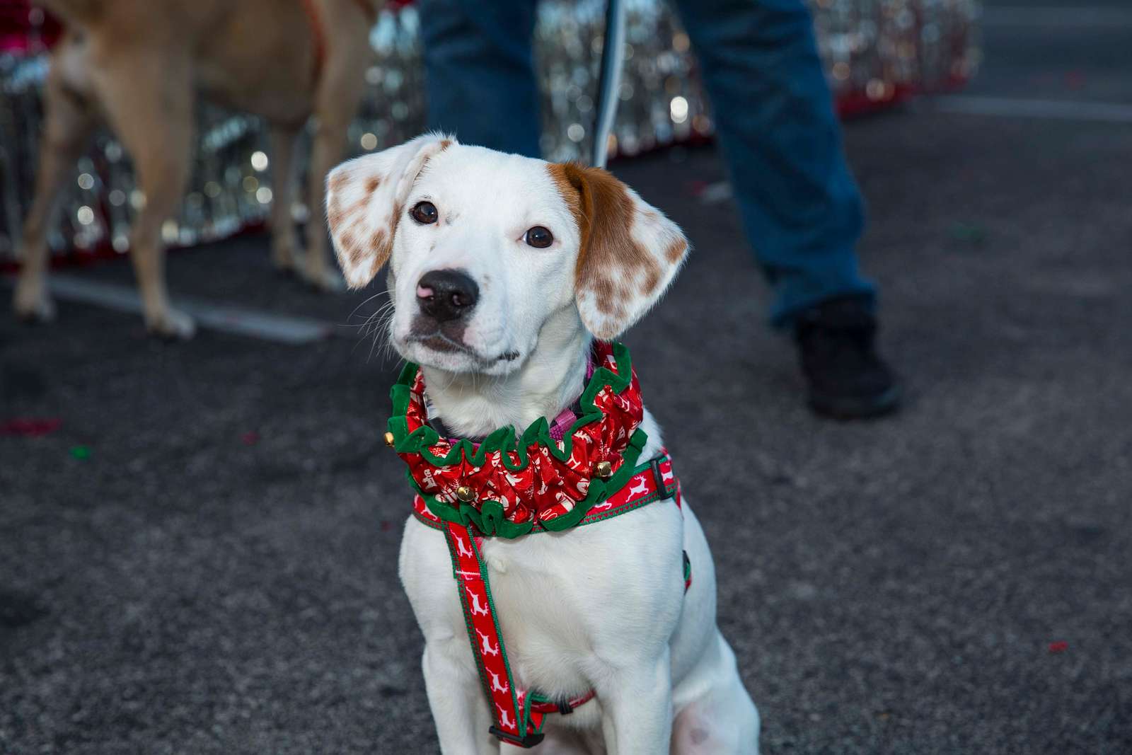 17+ Rubys misfits animal rescue