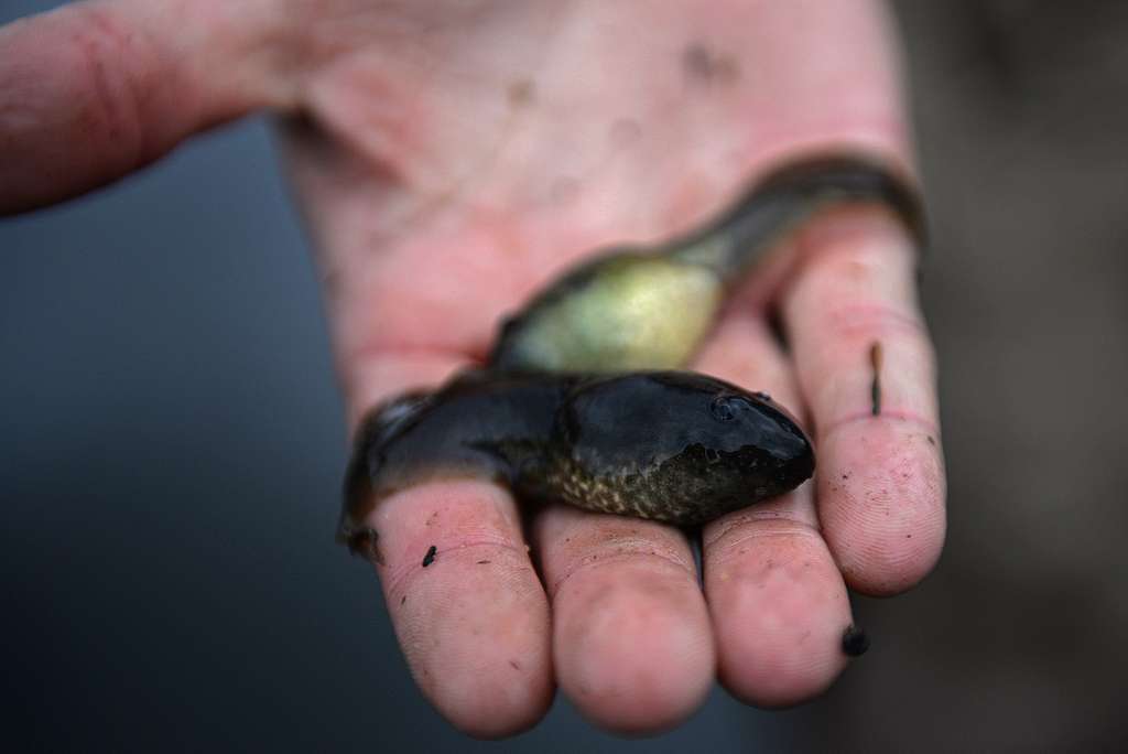 A bullfrog tadpoles was found in a mesh trap at Poinsett - PICRYL - Public  Domain Media Search Engine Public Domain Search