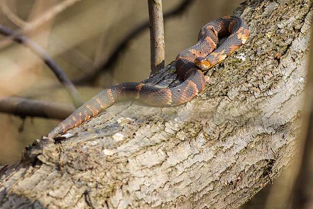 A Banded Watersnake A Harmless Non Venomous Snake Nara And Dvids