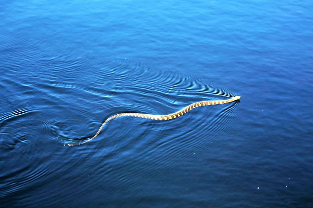 A Common Watersnake Is Shown Swimming In The North - NARA & DVIDS ...