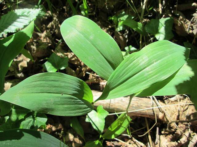 Convallaria majalis (Lily of the Valley, Lily-of-the-valley)