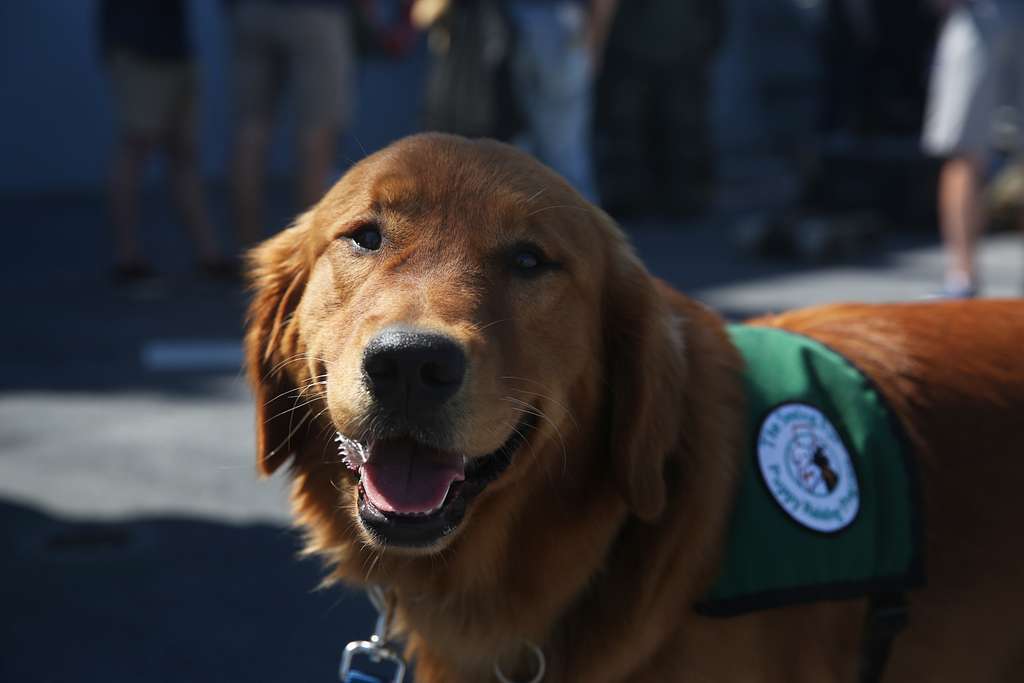 Los Angeles Rams - Happy #InternationalDogDay to Cooper Pupp! Pupp is  training with Shelter to Soldier to become a pawesome service dog for a  deserving veteran! 