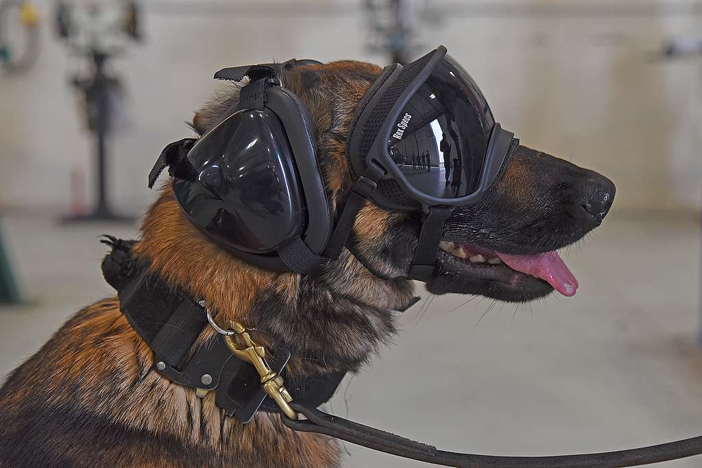 Military Working Dog Fanni patiently sits waiting for - NARA & DVIDS ...