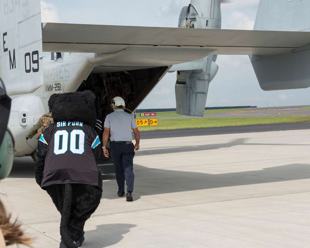 Sir Purr on the prowl at Fort Bragg