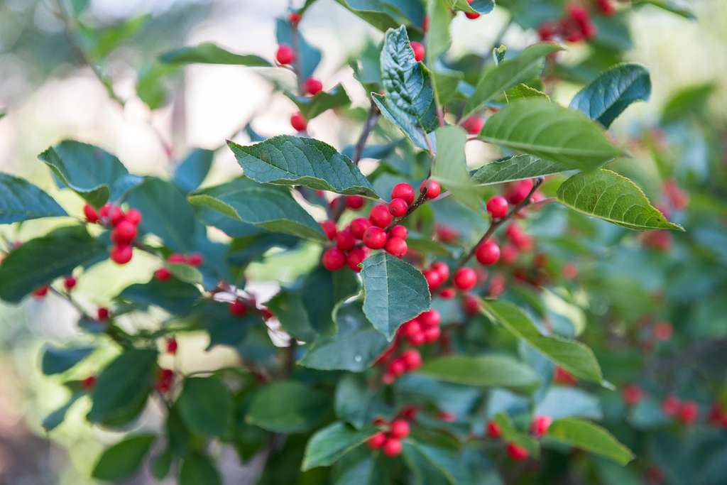 Ilex Verticillata Shows Off Its Bright Red Fruits For - NARA & DVIDS ...