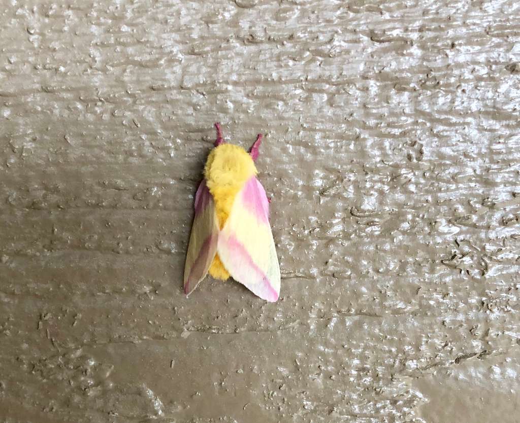 https://cdn2.picryl.com/photo/2019/01/01/rosy-maple-moth-dryocampa-rubicunda-fa6188-1024.jpg