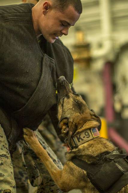 14 Uss Boxer Canine Drills Image: PICRYL - Public Domain Media