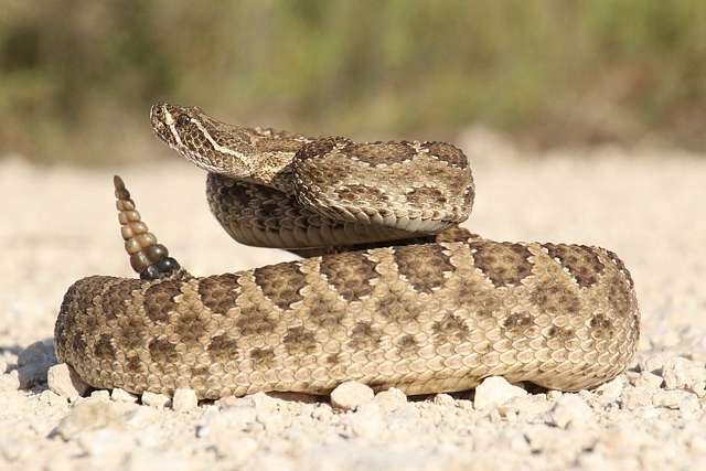 Rattlesnake in a striking position