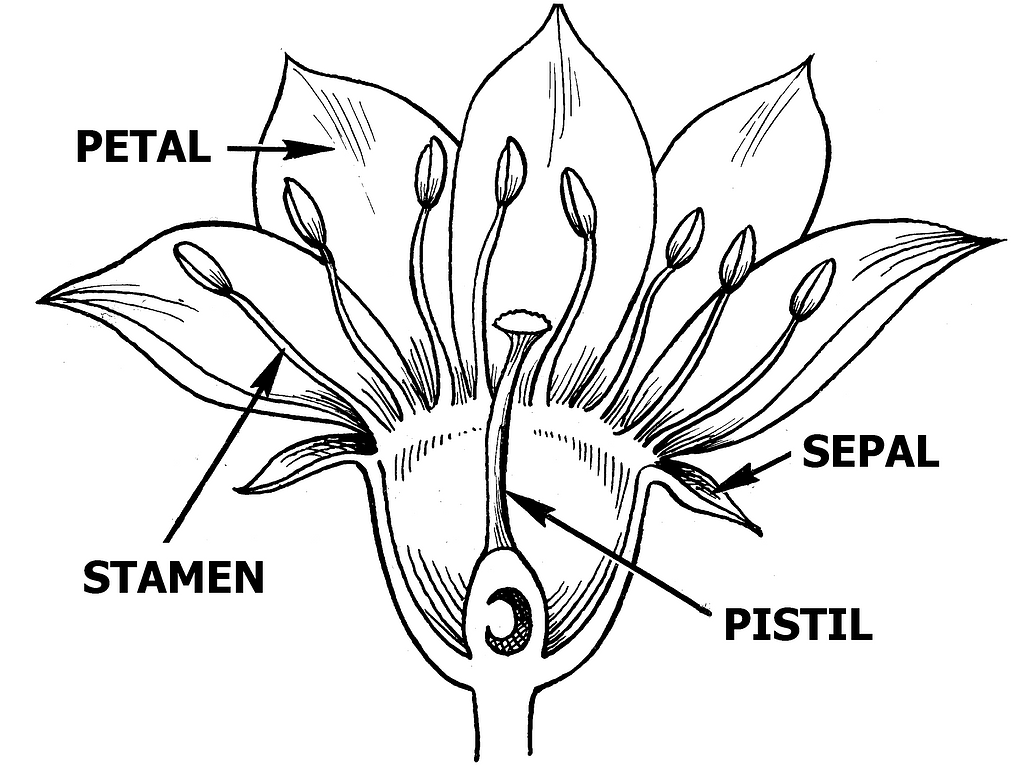 wissenschaft clipart of flowers