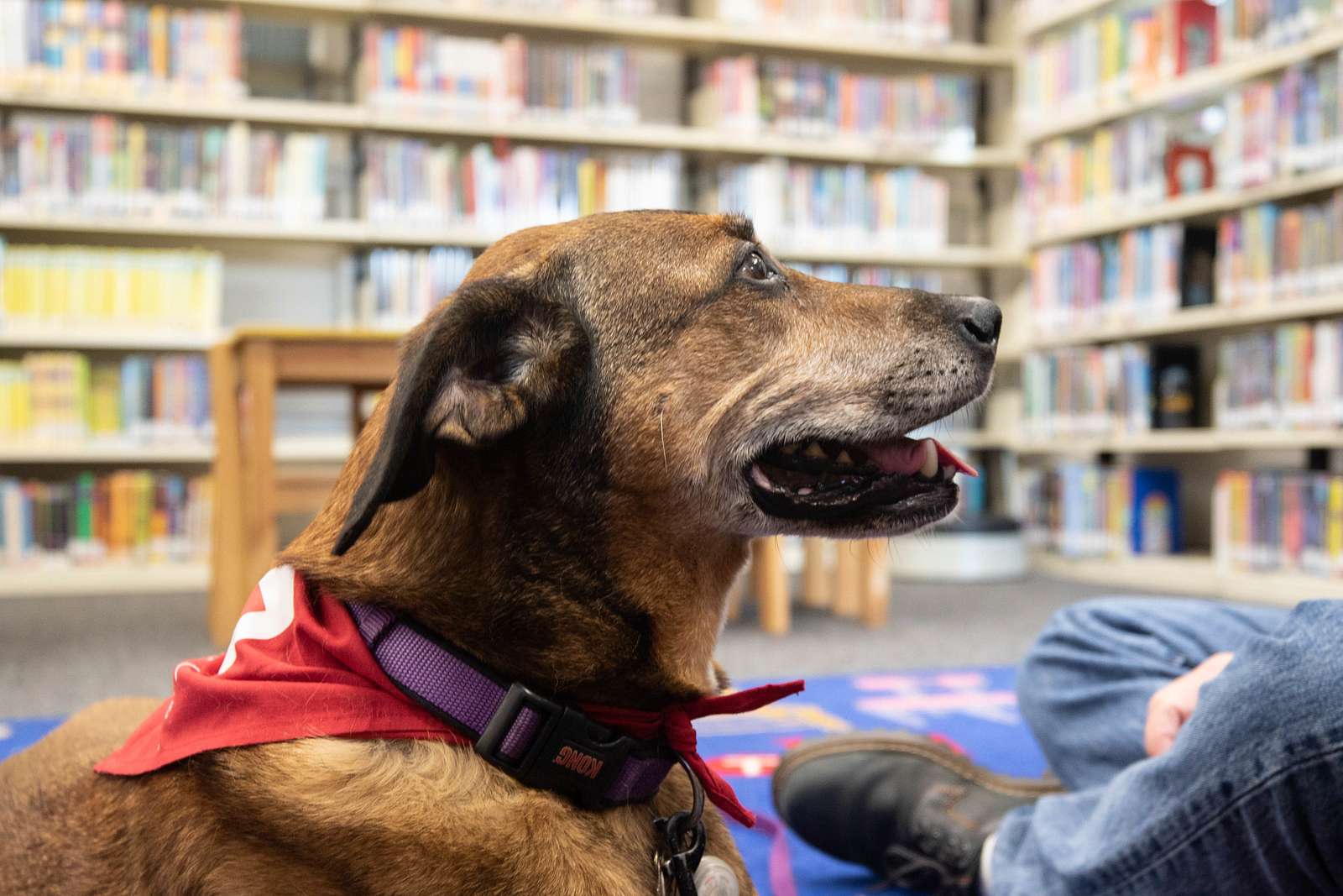 An elderly dog named Penny sits patiently as a young - NARA & DVIDS ...