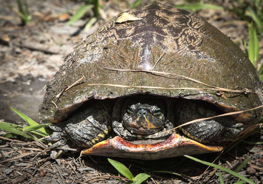 Pictured is a turtle species native to North Carolina, - NARA & DVIDS ...