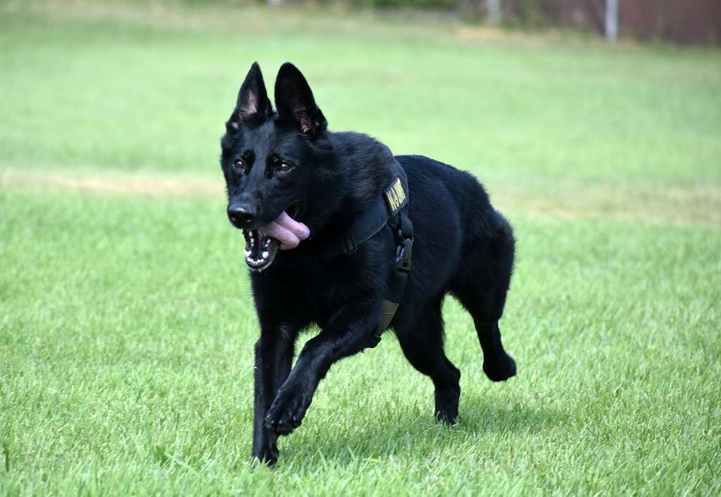 Suki, a German shepherd drug detection dog assigned - NARA & DVIDS ...